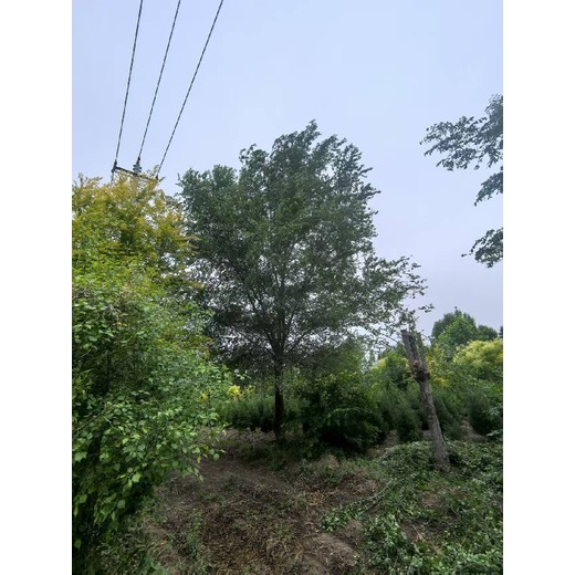 陜西漢中8公分白榆樹榆樹樹苗基地,榆錢樹,榆樹苗