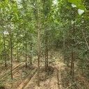安徽滁州3公分白榆樹榆樹樹苗基地,榆錢樹,榆樹苗