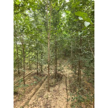 貴州銅仁白榆樹榆樹樹苗基地,榆錢樹,榆樹苗