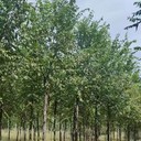 貴州銅仁3公分白榆樹榆樹樹苗基地,榆錢樹,榆樹苗