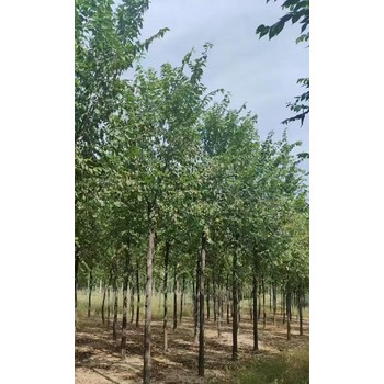 江蘇鎮(zhèn)江3公分白榆樹榆樹苗木基地,榆錢樹,榆樹苗