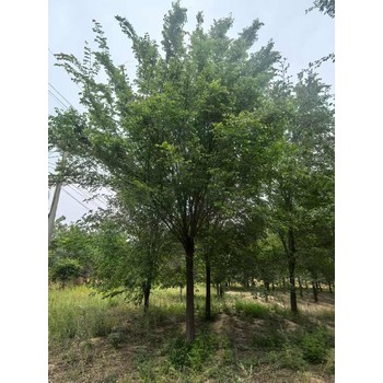北京順義3公分白榆樹榆樹樹苗基地,榆錢樹,榆樹苗