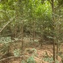 山東濱州8公分白榆樹榆樹樹苗基地,榆錢樹,榆樹苗