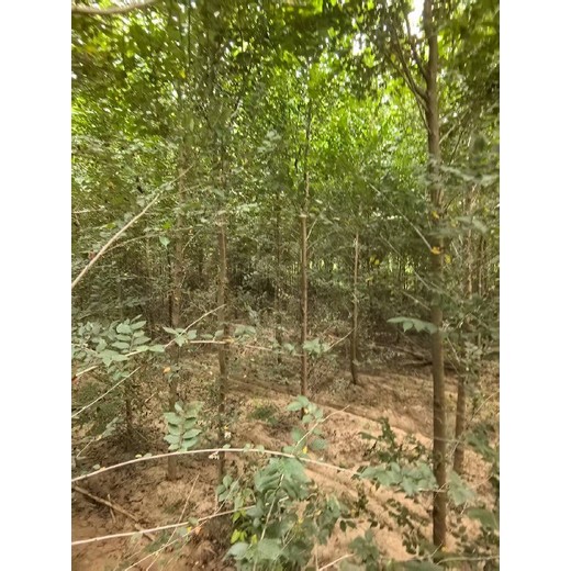 山東菏澤3公分白榆樹榆樹苗木基地,榆錢樹,榆樹苗