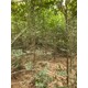 西藏林芝8公分白榆樹榆樹樹苗基地,榆錢樹,榆樹苗產(chǎn)品圖