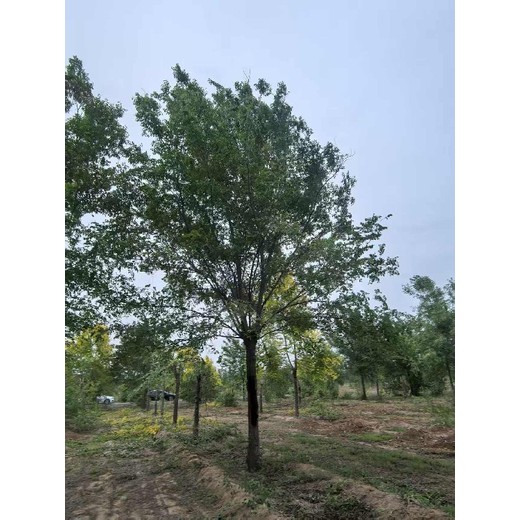西藏林芝8公分白榆樹榆樹樹苗基地,榆錢樹,榆樹苗
