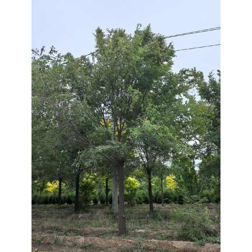 福建泉州白榆樹榆樹樹苗基地,榆錢樹,榆樹苗