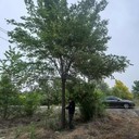 新疆克孜勒蘇白榆樹榆樹樹苗基地,榆錢樹,榆樹苗