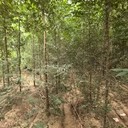 江西新余3公分白榆樹榆樹樹苗基地,榆錢樹,榆樹苗
