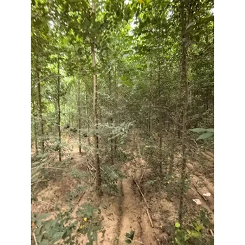 黑龍江哈爾濱白榆樹榆樹樹苗基地,榆錢樹,榆樹苗