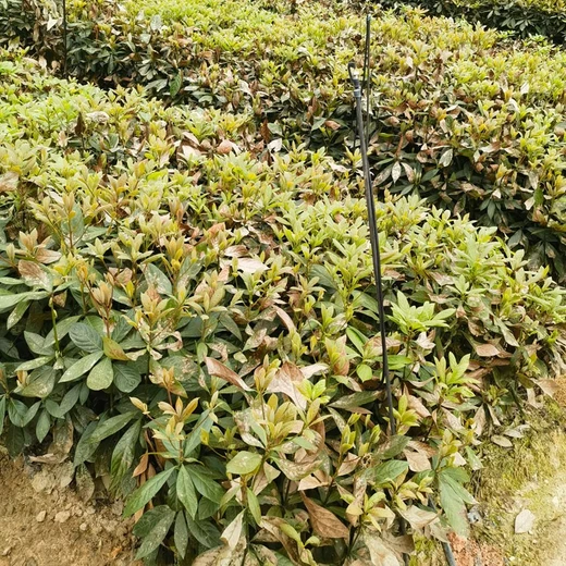 三明三年浙江楠杯苗