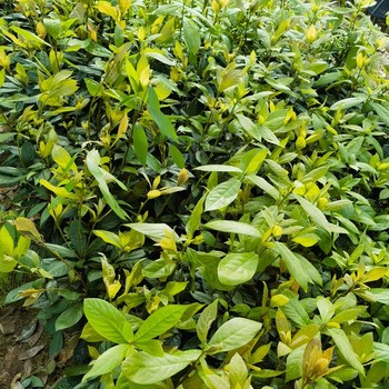 麗水三年浙江楠