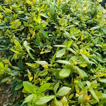 地徑0.7厘米以上福新苗圃浙江楠杯苗