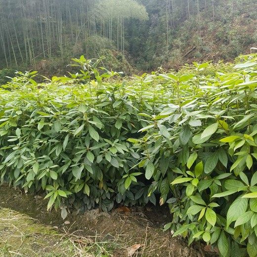 湖州地徑0.5厘米以上福新苗圃浙江楠苗