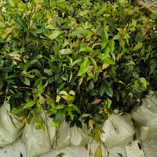 龍巖高度100厘米以上浙江楠苗