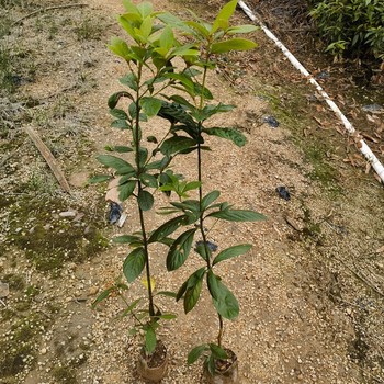 金華一年生福新苗圃浙江楠無紡布袋苗