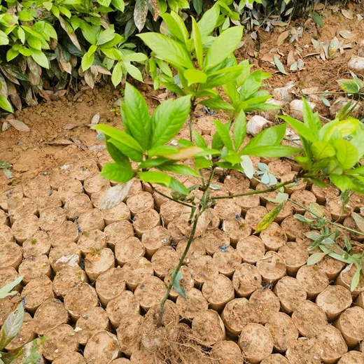 紹興三年福新苗圃浙江楠容器苗