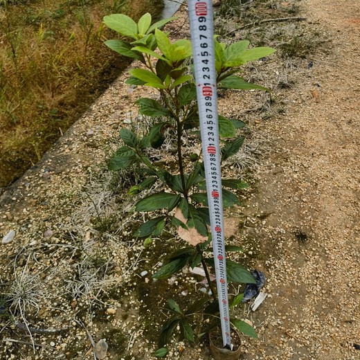 寧德高度100厘米以上浙江楠袋苗
