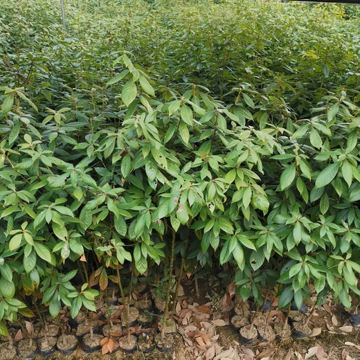 漳州當(dāng)年浙江楠袋苗