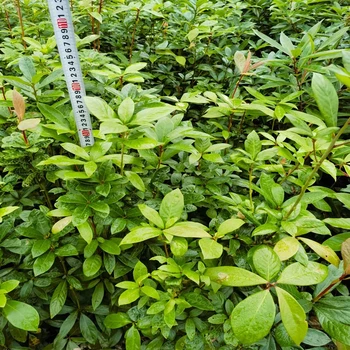 三明地徑0.5厘米以上浙江楠苗