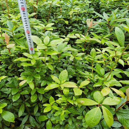漳州高度100厘米以上浙江楠無紡布袋苗