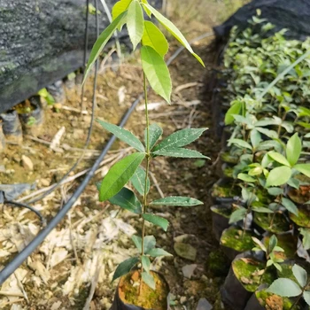 花垣銷售福新苗圃赤皮青岡杯苗