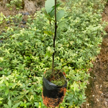 永春便宜福新苗圃赤皮青岡容器苗