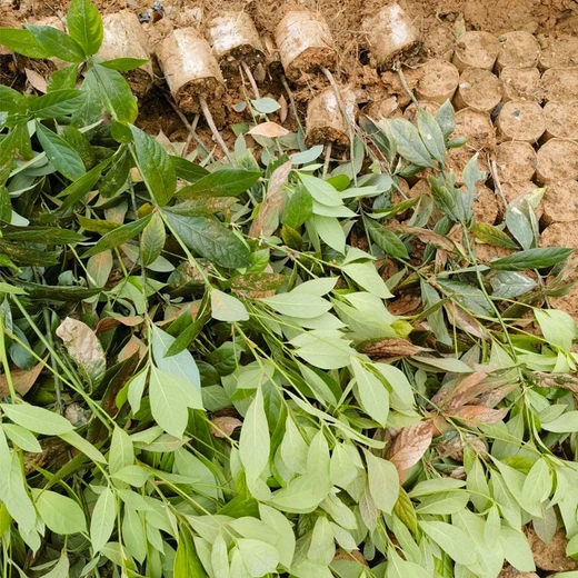 溫州高度50厘米以上浙江楠袋苗