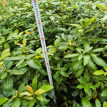 廈門地徑0.5厘米以上浙江楠袋苗