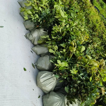 三明地徑0.5厘米以上浙江楠苗