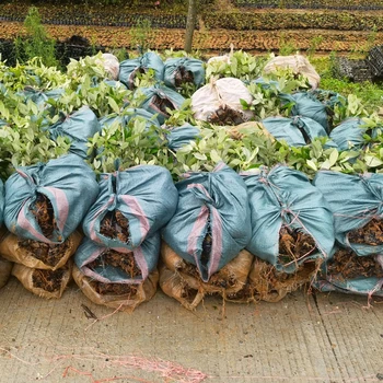 晉江生產(chǎn)福新苗圃赤皮青岡苗