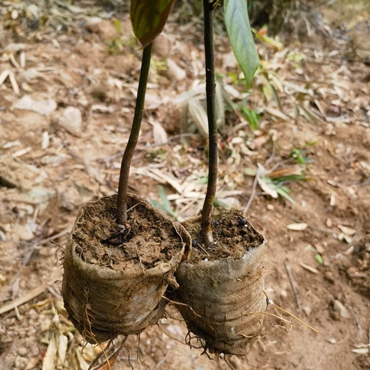 湖州三年浙江楠容器苗