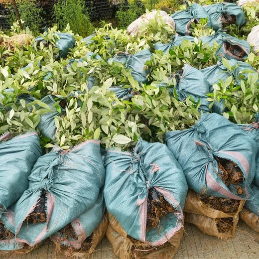 常寧生產(chǎn)福新苗圃赤皮青岡無紡布袋苗