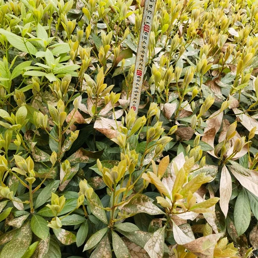 舟山三年浙江楠杯苗