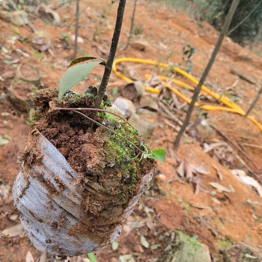 寧化供應(yīng)福新苗圃赤皮青岡無紡布袋苗