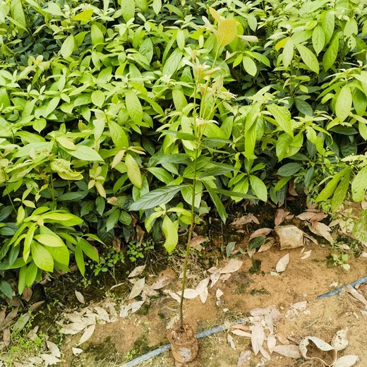 麗水福新苗圃浙江楠苗