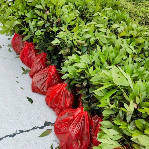 麗水兩年福新苗圃浙江楠無紡布袋苗