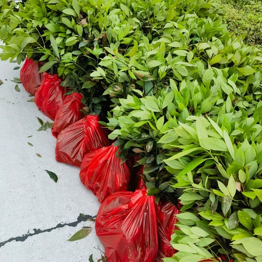 寧德浙江楠無紡布袋苗