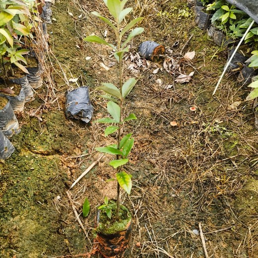 青山湖便宜福新苗圃赤皮青岡無(wú)紡布袋苗