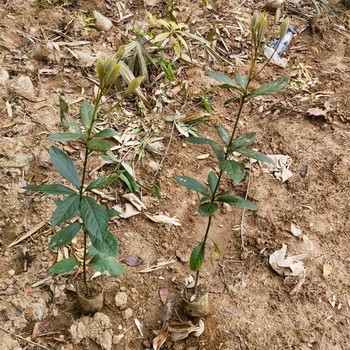 寧波高度100厘米以上浙江楠苗