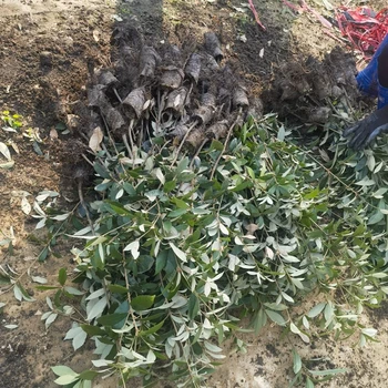 晉江生產(chǎn)福新苗圃赤皮青岡苗