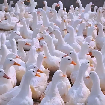 肉鴨副粘病毒緩解效果抗病毒增效，護(hù)鴨健康鴨寶寶