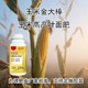 玉米高產(chǎn)金大棒批發(fā)圖