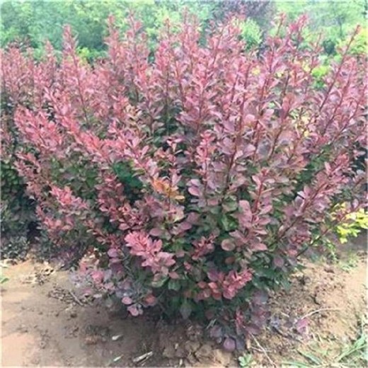 長治紅葉小檗現(xiàn)挖現(xiàn)賣易成活