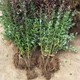 紅葉小檗價(jià)格新調整圖