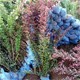 宿州紅葉小檗種植管理及養護-錦瑞苗木產(chǎn)品圖