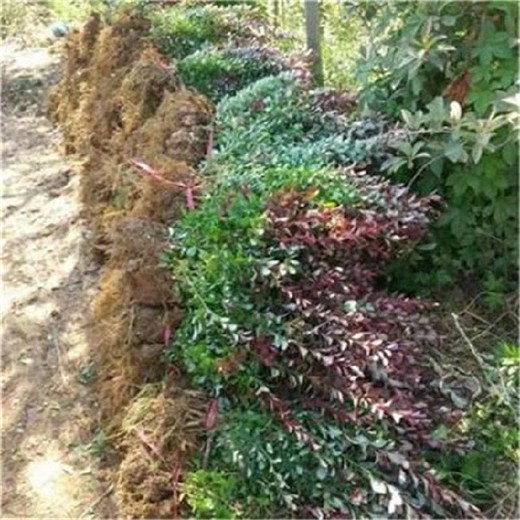 宿州紅葉小檗種植管理及養護-錦瑞苗木