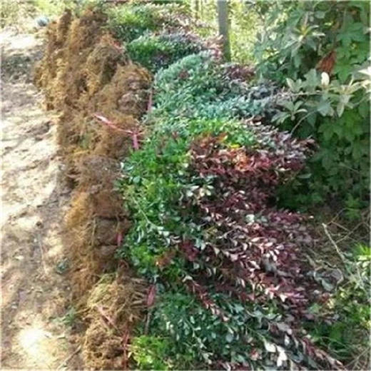 河西紅葉小檗現(xiàn)挖現(xiàn)賣易成活-錦瑞苗木