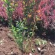 宿州紅葉小檗種植管理及養護-錦瑞苗木圖