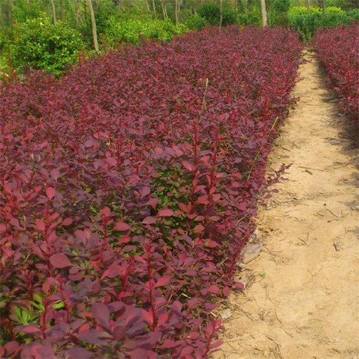 泰安紅葉小檗供應(yīng)/購實惠、夠便捷